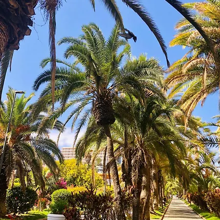 Palm Avenue - Adults Only - Apartment Puerto de la Cruz  Exterior photo