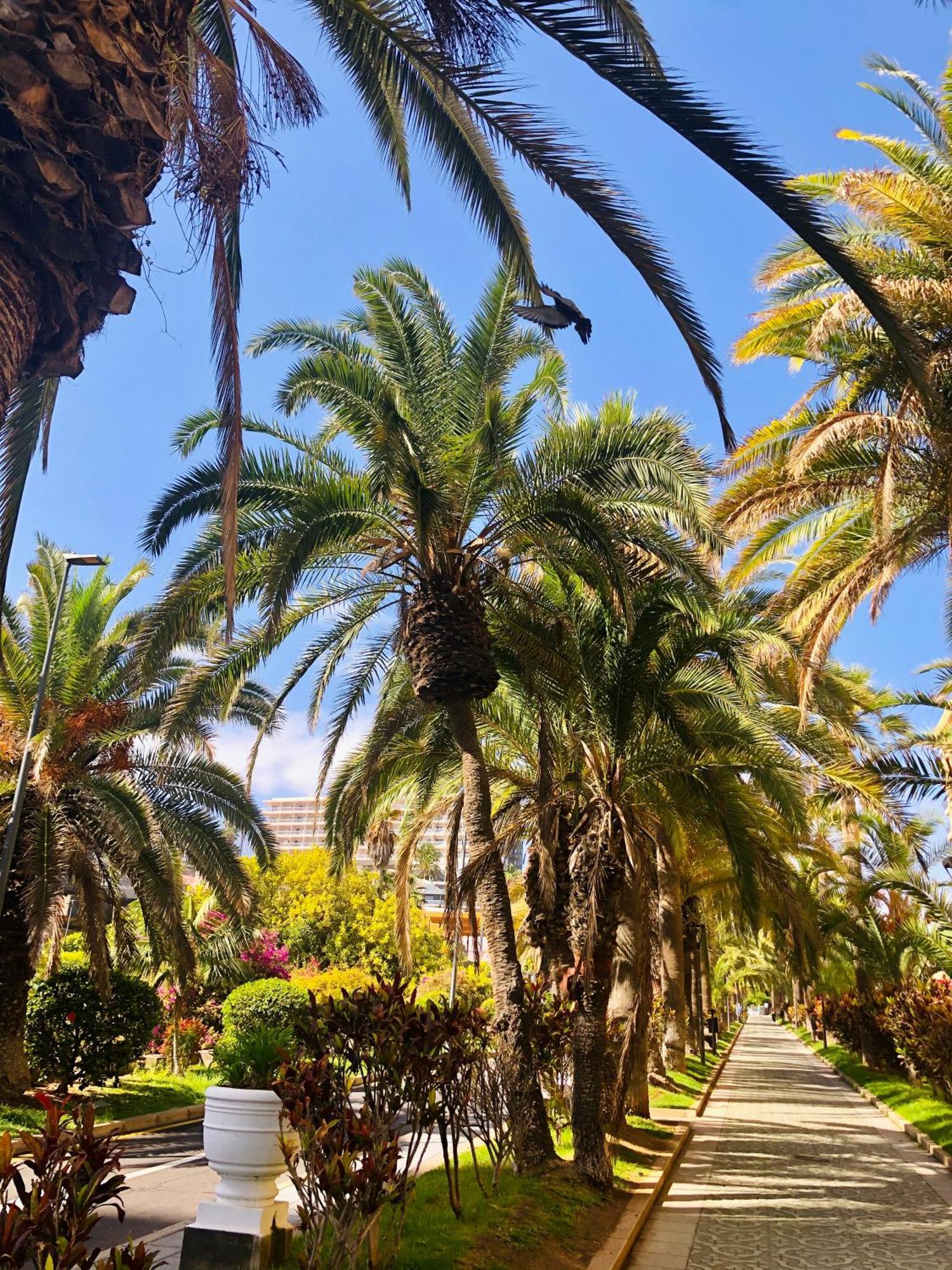 Palm Avenue - Adults Only - Apartment *